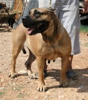 Ukranea de Casa del Presa | Perro de Presa Canario 