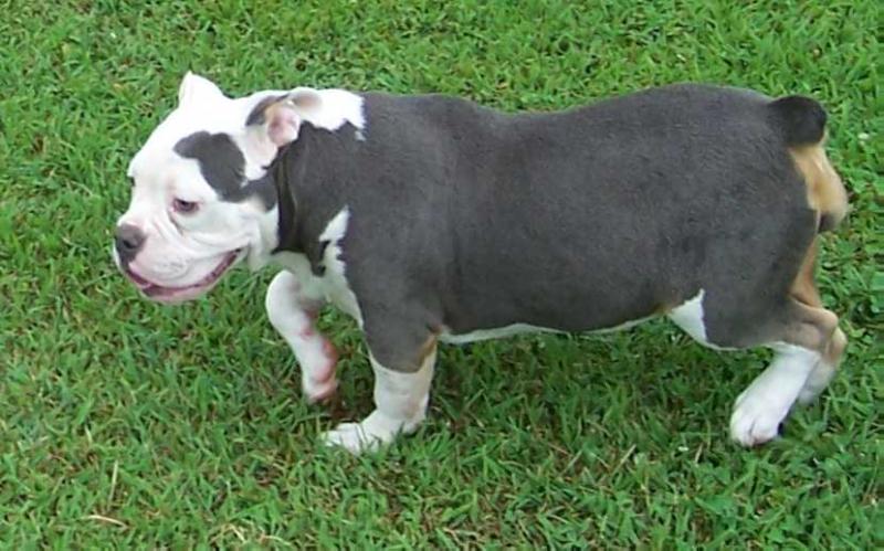 ShowStopper's Bella Blue | Olde English Bulldogge 