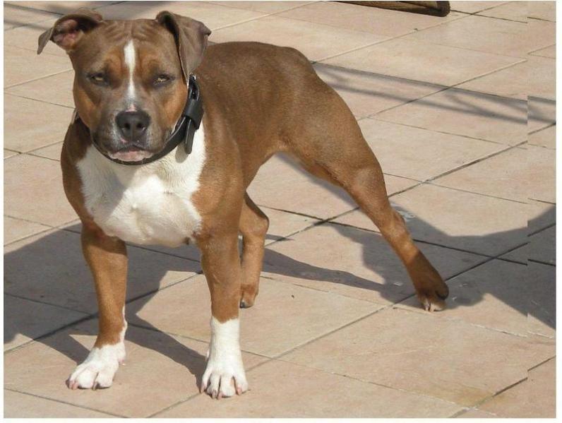 Freyia Tha Blue Fawn Thunder | American Staffordshire Terrier 
