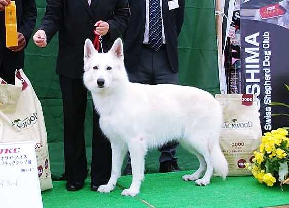 Victoria von Neuman | White Swiss Shepherd Dog 