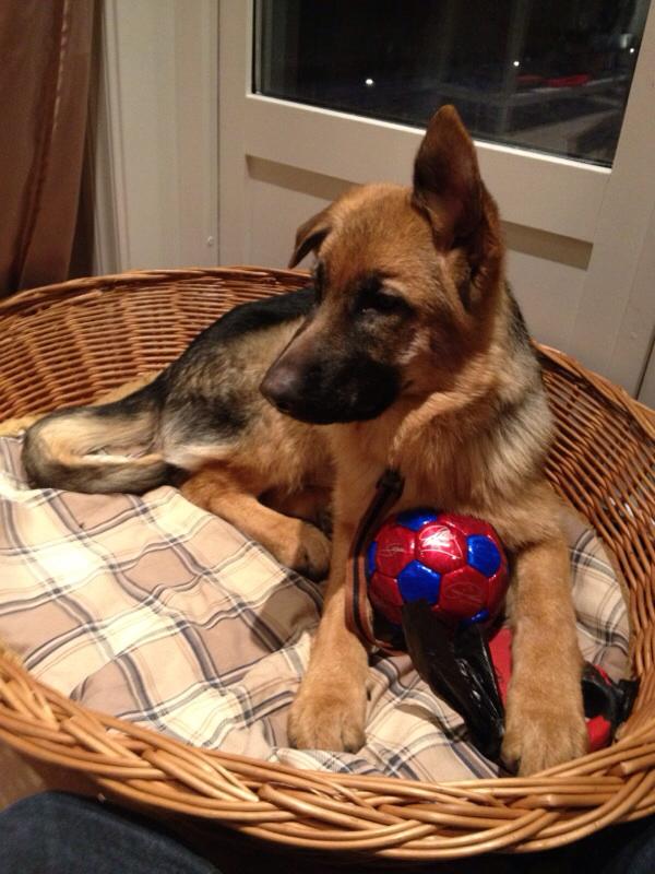 Mighty Workers Enya | German Shepherd Dog 