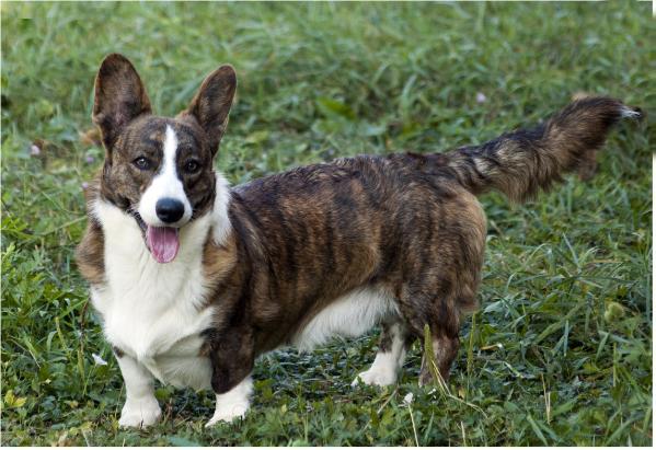 Uwaga Urwis Controversia | Cardigan Welsh Corgi 