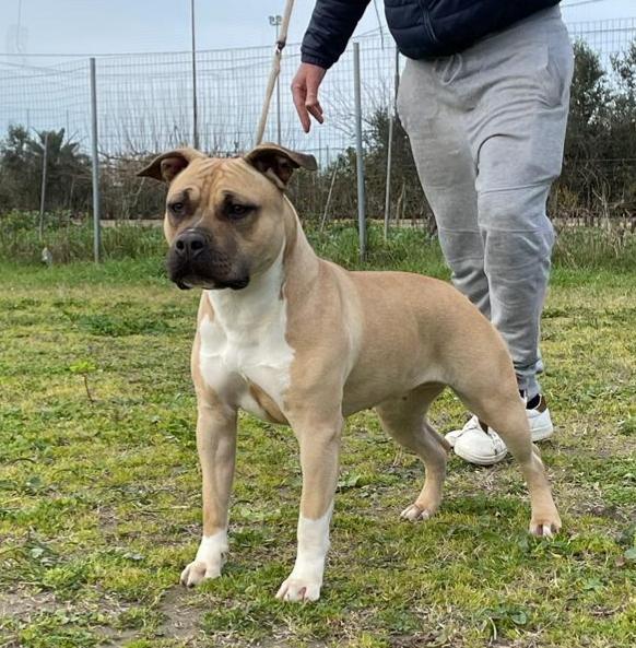Dana del Jinko's Salentino | American Staffordshire Terrier 