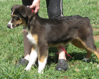 Green Mill Big Man | Australian Shepherd 