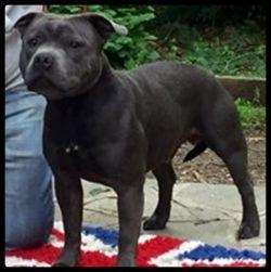 P.E Bull Baracus | Staffordshire Bull Terrier 