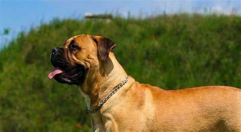 Bullmastiff