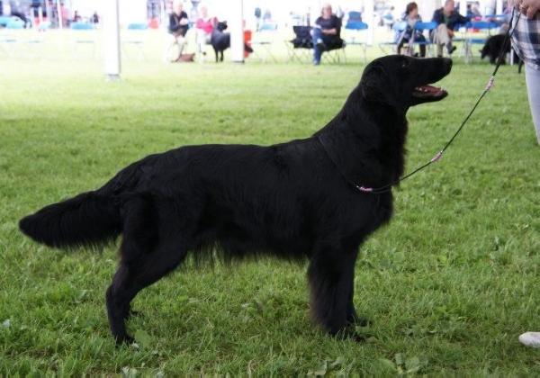 Bochilbarley November Mist Over Hopevalley | Flat-Coated Retriever 