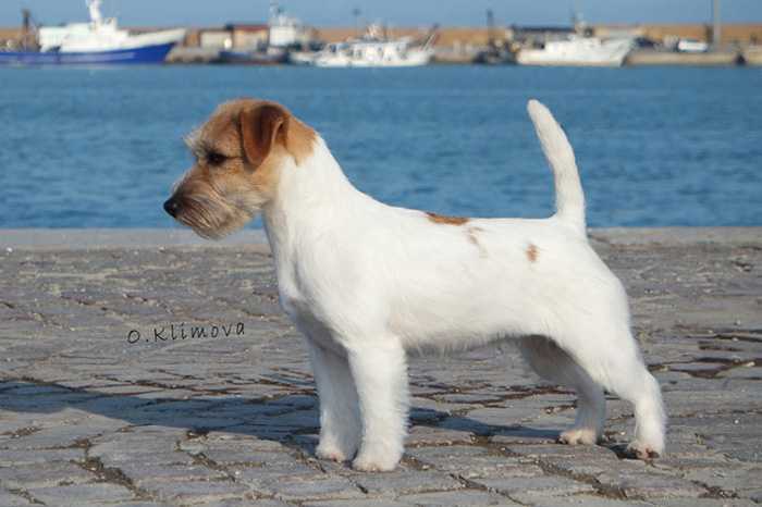 Kanix first edition | Jack Russell Terrier 