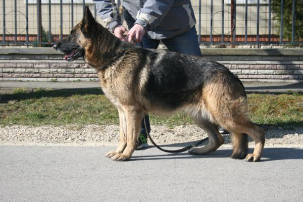 Gaborland Dia | German Shepherd Dog 