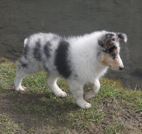 Currywood's Smokin Gun @ Amber Bear | Rough Collie 