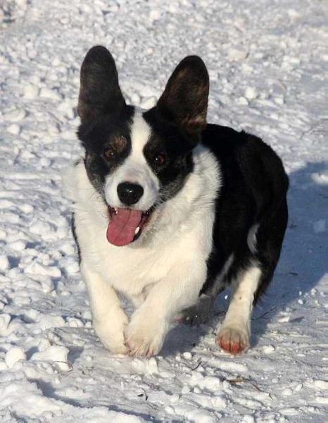 ZEYA GYVATES ASARA | Cardigan Welsh Corgi 