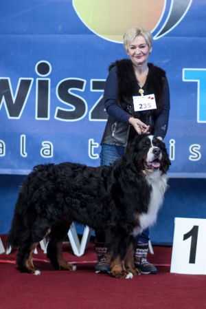 Elenberner Emingway | Bernese Mountain Dog 