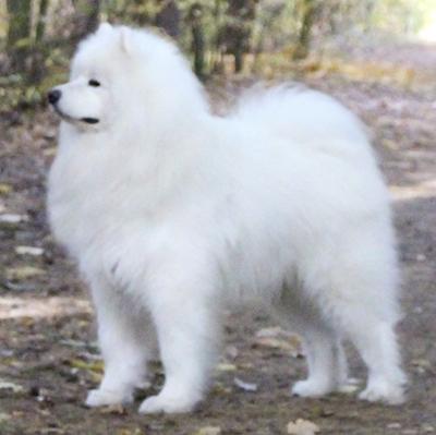 NANOOK OF GANDALF The Glow Of The Snowy Star | Samoyed 