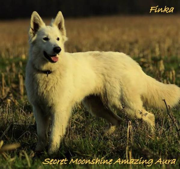 Secret Moonshine AMAZING AURA | White Swiss Shepherd Dog 