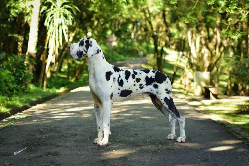 Ben Hur AR da Fazenda Aruanda | Great Dane 