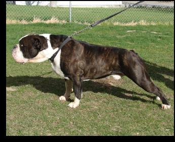 Mason'S #1 stunner | Olde English Bulldogge 