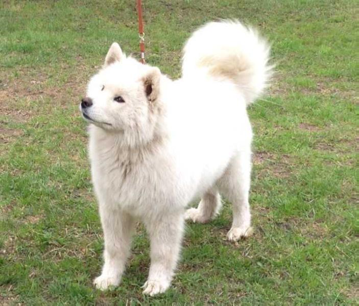 DIKOVINKA IZ MOSKOVSKOY METELY | Samoyed 