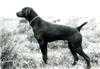 AMERTALS LANCER D | German Shorthaired Pointer 