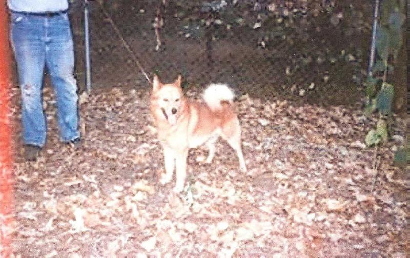 Finkkila's KUNINGAS | Finnish Spitz 