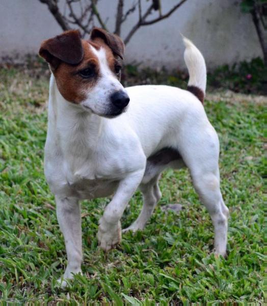 BAIRES BRUTUS | Jack Russell Terrier 