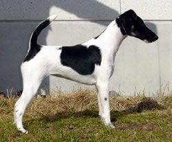 Texforrier Notably Wayward | Smooth Fox Terrier 