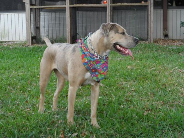 WSK's Pearlie Mae Cunningham of Deep South | Catahoula Leopard Dog 
