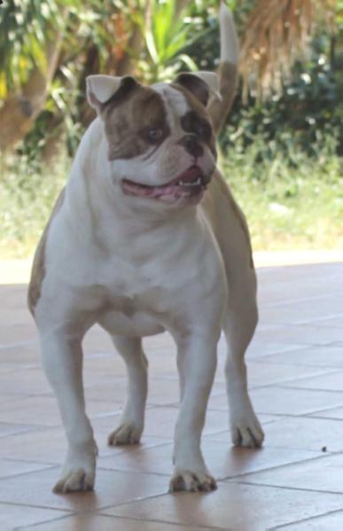 Guero Evolution's MEDELLÌN of Wild Wonder | American Bulldog 