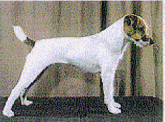 Belmoor Dash of Lenacourt | Parson Russell Terrier 