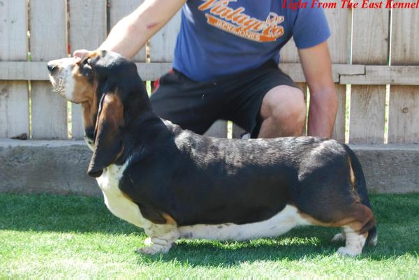 Proud Mary Van Grunsven | Basset Hound 