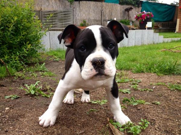 Absolut BigBulldogs Peggy-Sue | Olde English Bulldogge 