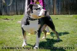 GAMBOA'S UNIQUE WARRIOR OF DESTINY | American Pit Bull Terrier 