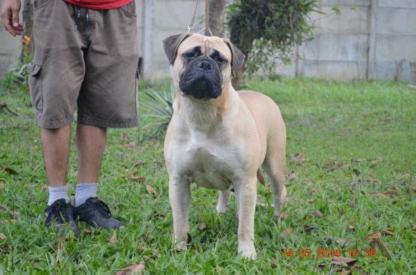 Vladyka Moskovii Advantazh Aka Nikita | Bullmastiff 