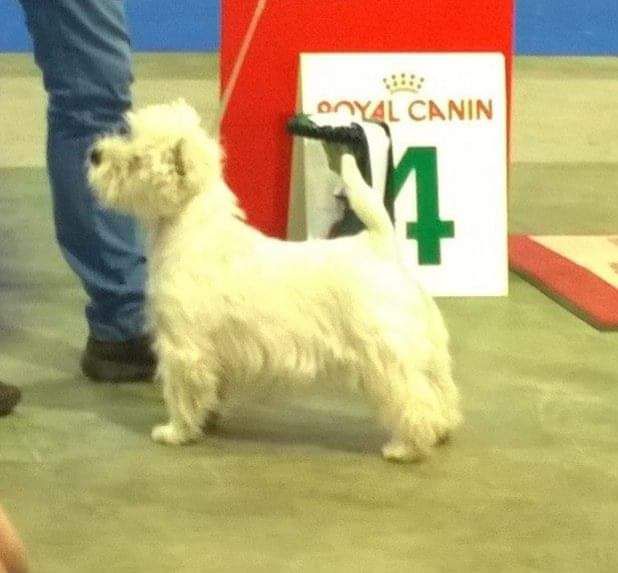 White Villan It Must Be Magic | West Highland White Terrier 