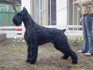 Gently Born Equador | Giant Schnauzer 