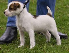 Foxwarren Warrior | Jack Russell Terrier 