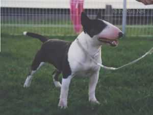 Erenden Roxanna  AUST CH | Miniature Bull Terrier 