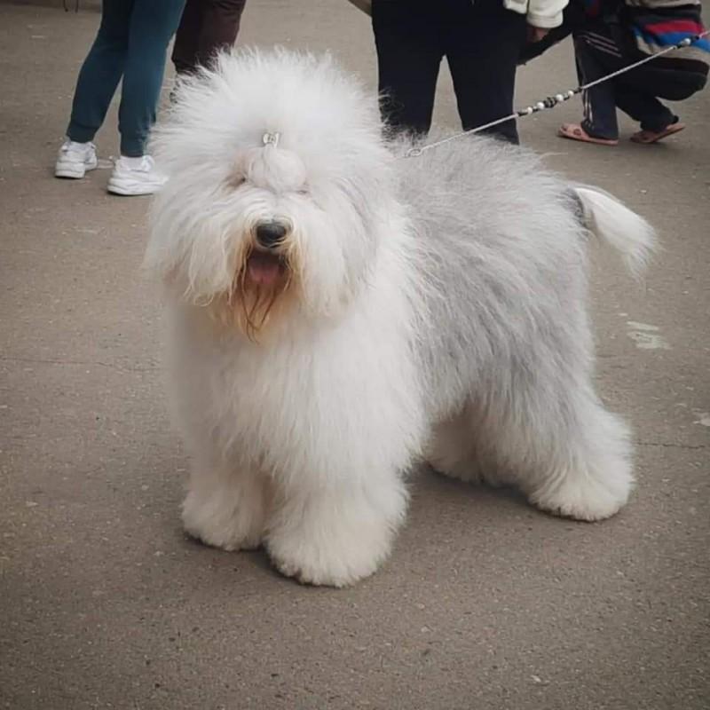 Fan Bo Deja Vu | Old English Sheepdog 