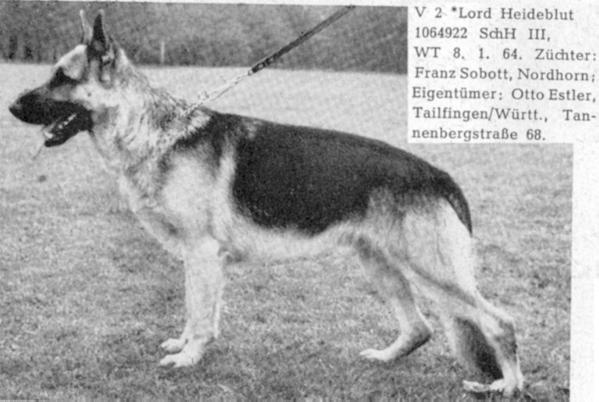 Lord Heideblut | German Shepherd Dog 