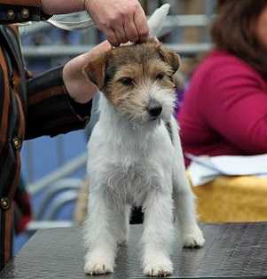 lantaka jack salomè | Jack Russell Terrier 