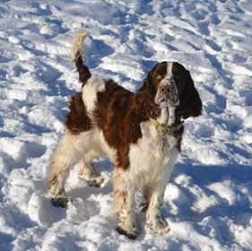 Bredbery Beginner To Play | English Springer Spaniel 