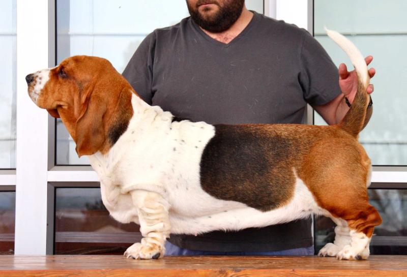 Hester Moravia Bray of Bassefied | Basset Hound 