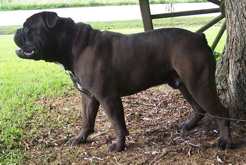 BuffaloCreek's Dozer 3 | Olde English Bulldogge 