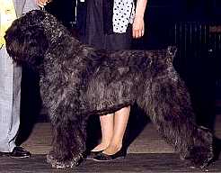 Cash Chanel from the Dogsfarm | Bouvier des Flandres 