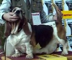 Esta de Las Merindades | Basset Hound 