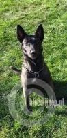 Anja BRN 38691 | Dutch Shepherd 