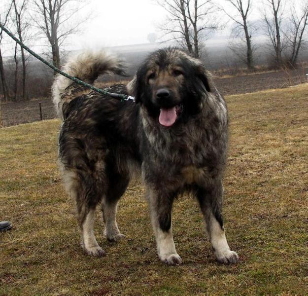 Colli Šte-Kot North | Yugoslavian Shepherd Dog-Sarplaninac 