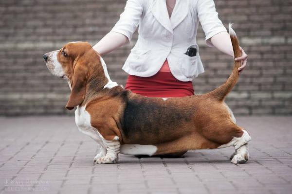 Golpair Givenchy | Basset Hound 