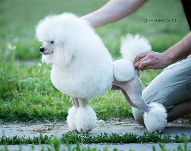 Excell THE ACE OF TRUMPS | Poodle 