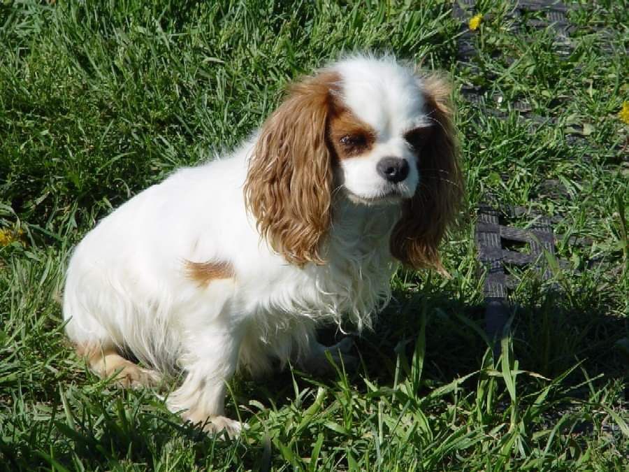 Zemstars Satin Lace | Cavalier King Charles Spaniel 