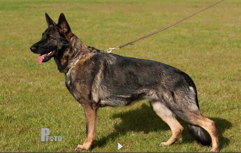Abardi Kola | German Shepherd Dog 